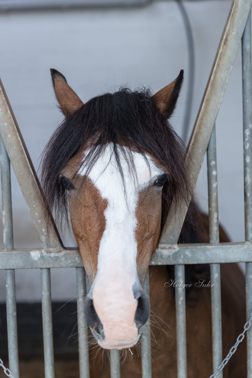 Bild 110 - Pony Akademie Turnier